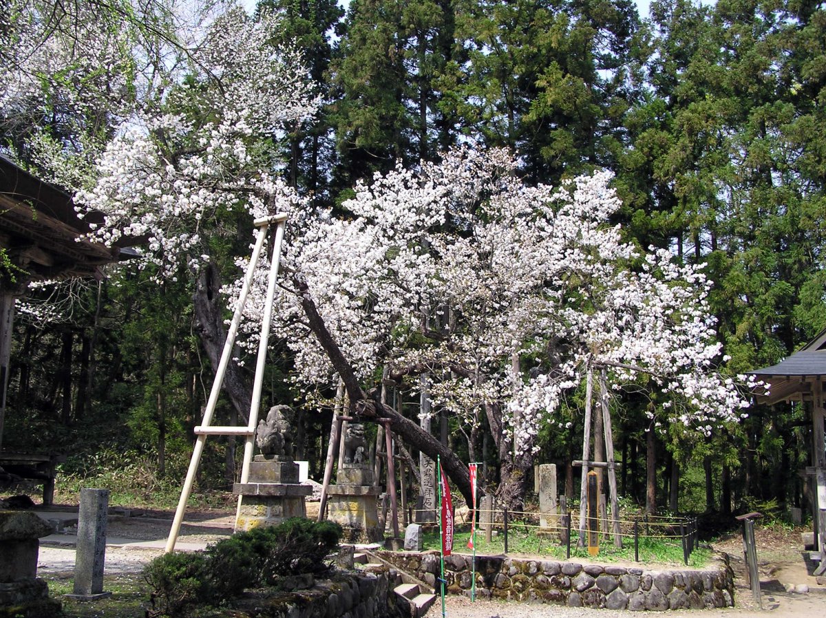 虎の尾桜｜観光・体験｜会津若松の公式観光情報サイト【会津若松観光ナビ】