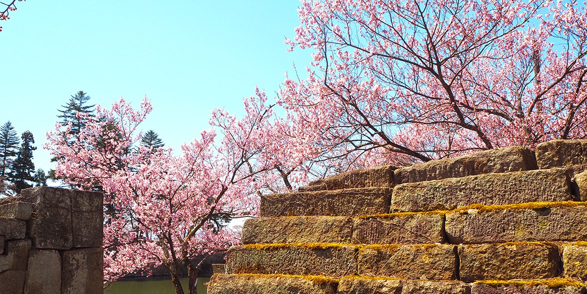 鶴ヶ城の石垣と桜