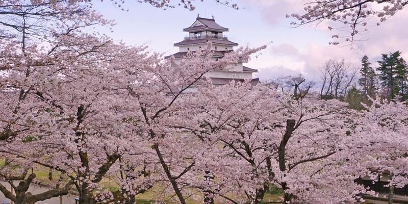 会津で桜が楽しめる場所はココ！