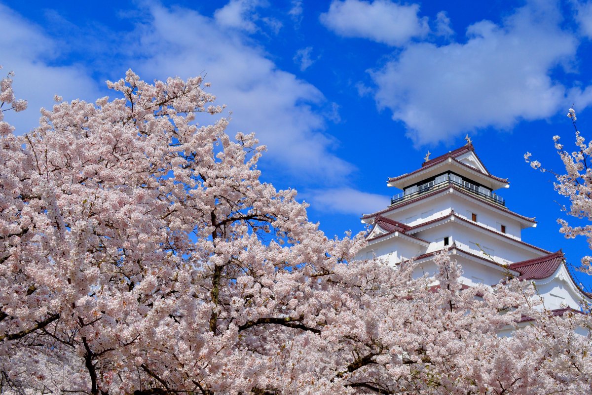 鶴ヶ城を見る｜特集｜会津若松の公式観光情報サイト【会津若松観光ナビ】