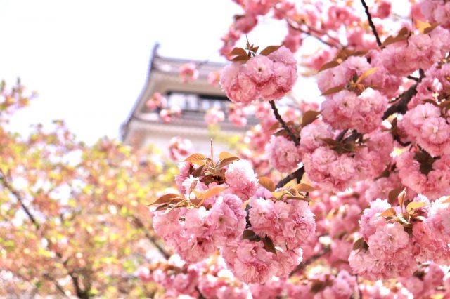鶴ヶ城公園の桜（4/26現在）
