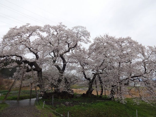 会津若松市内の「桜情報」(*^_^*)（4/22）