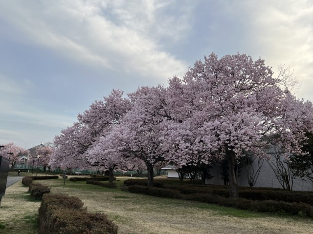 会津若松市内の「桜情報」(*^_^*)（4/22）