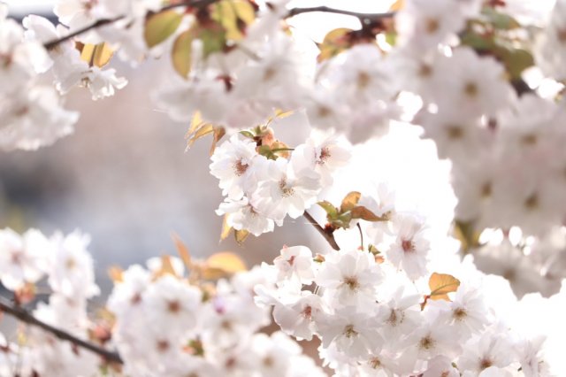 鶴ヶ城の桜・はるか(4/22現在)