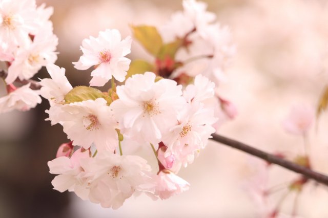 鶴ヶ城の桜・はるか(4/22現在)