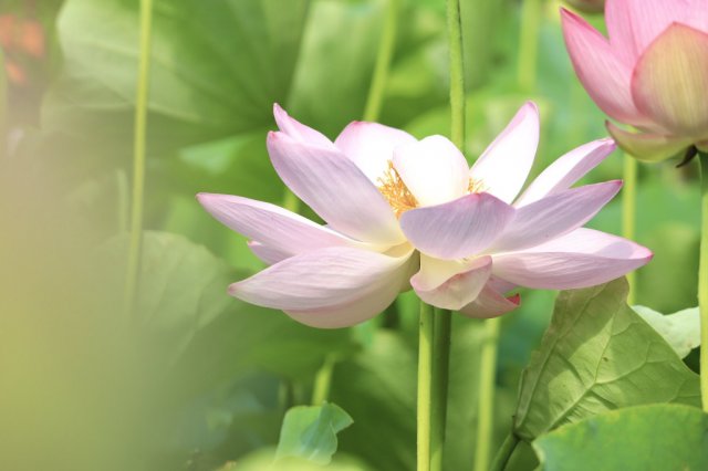 御薬園の蓮の花が見頃を迎えています