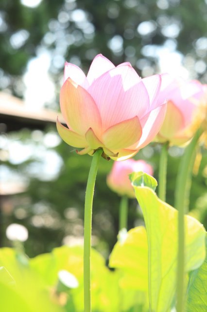 御薬園の蓮の花が見頃を迎えています