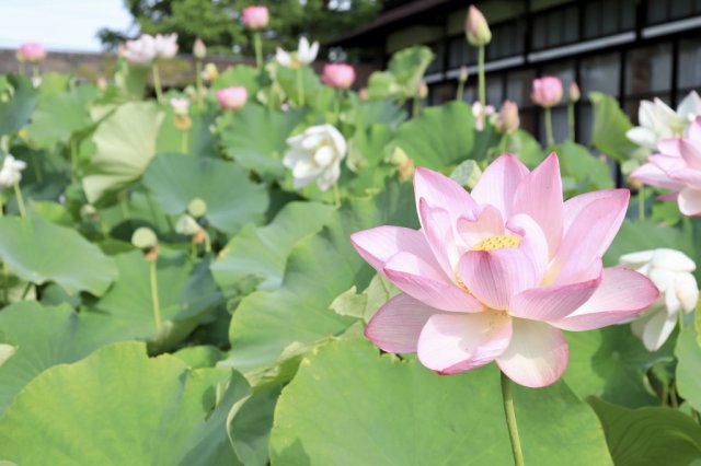 御薬園の蓮の花が見頃を迎えています