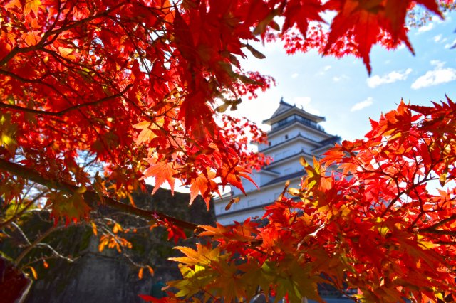 <紅葉情報>　鶴ヶ城公園