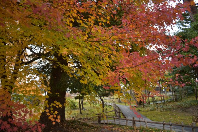 <紅葉情報>　御薬園