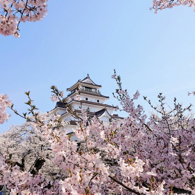 ＼＼さくら情報／／鶴ヶ城公園