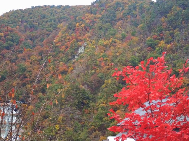 ◆紅葉情報：芦ノ牧温泉