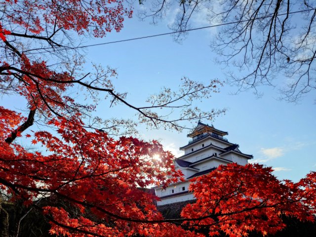 <<紅　葉　情　報>>  　鶴ヶ城