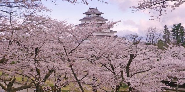 鶴ヶ城桜開花予想