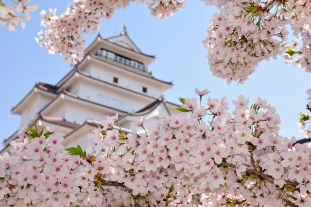 【お知らせ】桜の開花情報