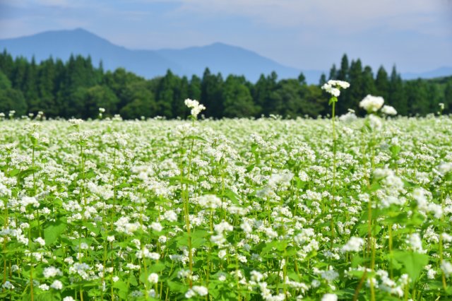 特集「夏に楽しむ花スポット」を公開しました！
