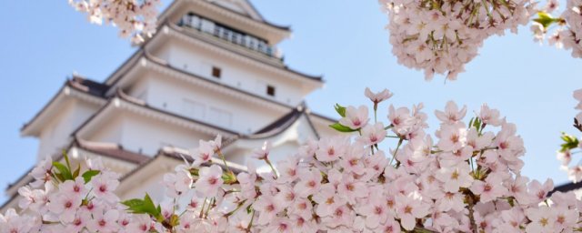 特集「鶴ヶ城公園・春のイベント特集」を更新しました！