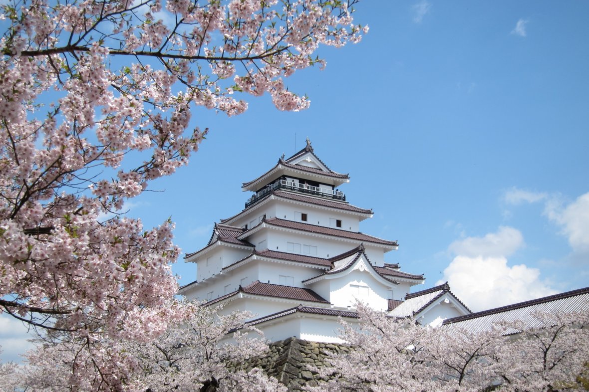 Tsurugajo Castle Cherry Blossoms in Full Bloom in Spring!