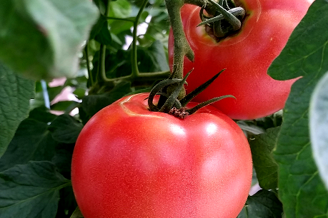 あいづ食の陣・夏「会津トマト」