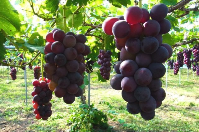 フルーツランド北会津