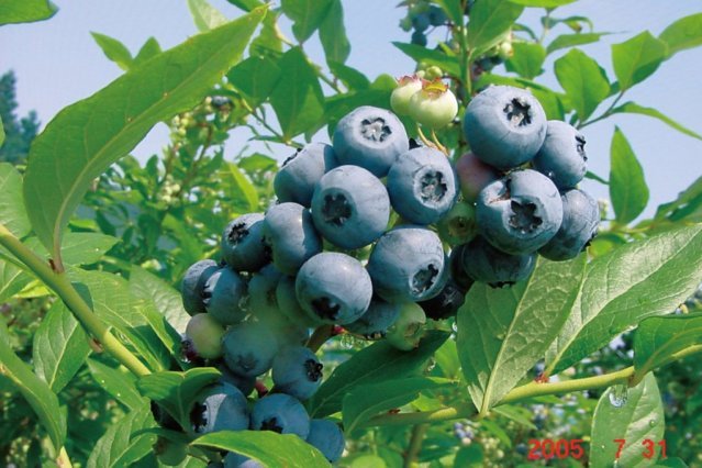 大竹ブルーベリー園