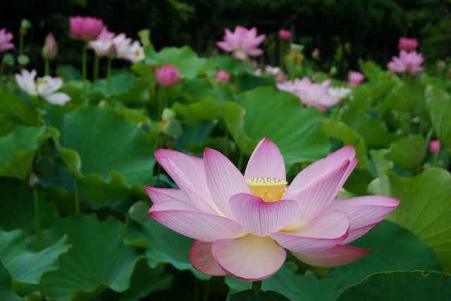 御薬園　ハスの花鑑賞・市民無料招待