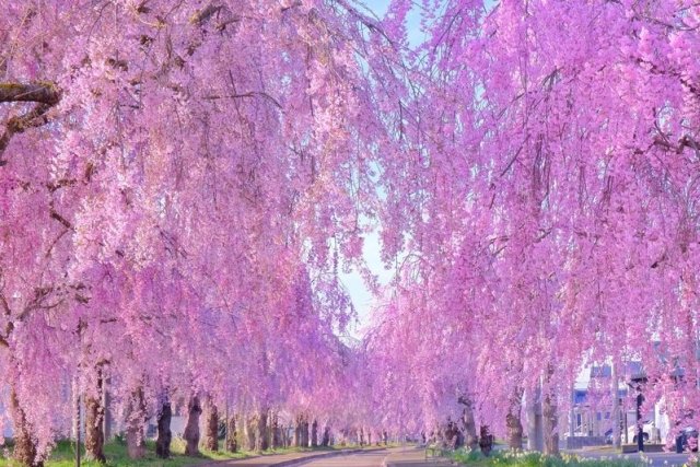 喜多方さくらまつり