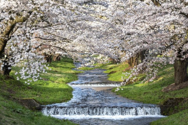観音寺川桜まつり