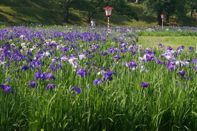第51回 花しょうぶ祭り