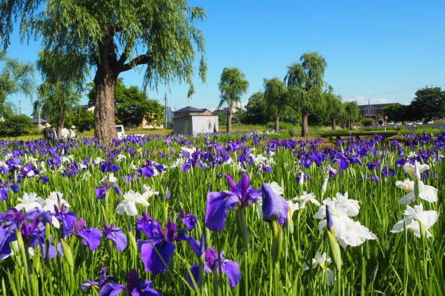 第51回 花しょうぶ祭り