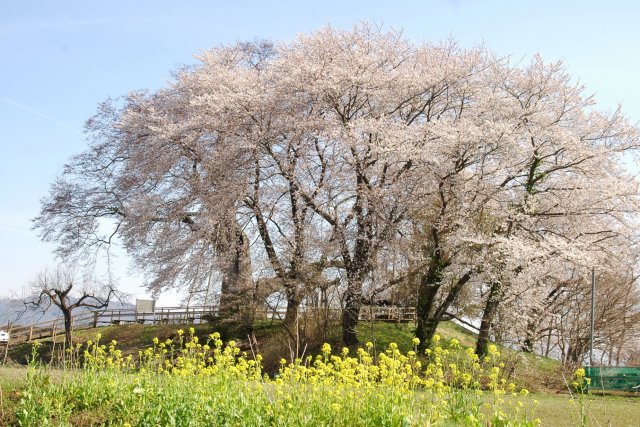 神指城跡