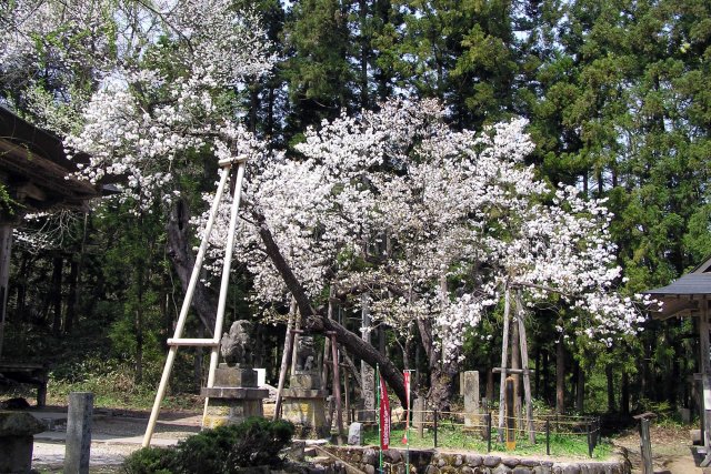 虎の尾桜