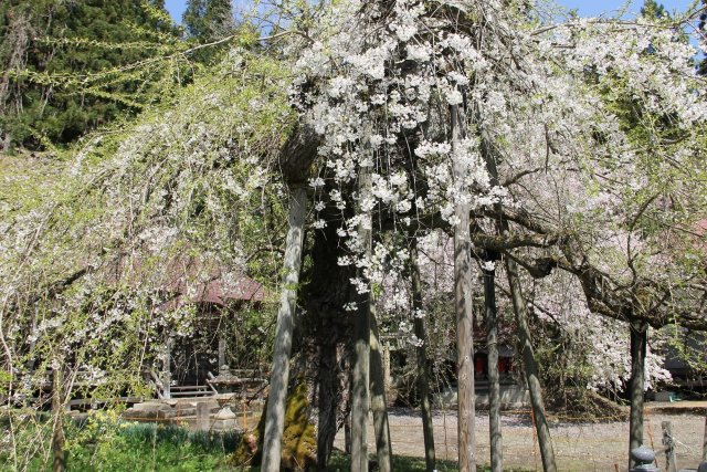 杉の糸桜