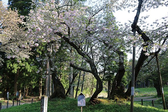 大鹿桜
