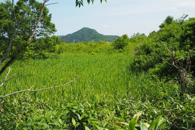 赤井谷地沼野植物群落