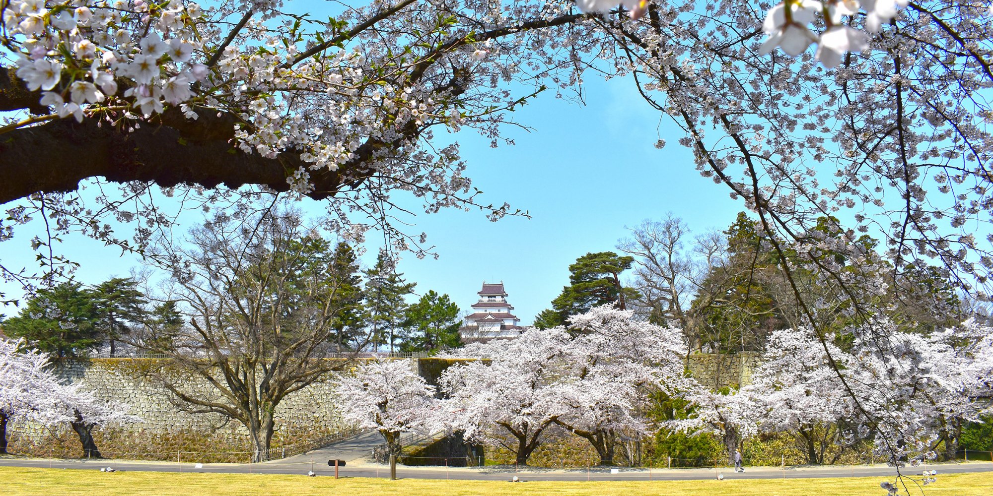 21鶴ヶ城桜
