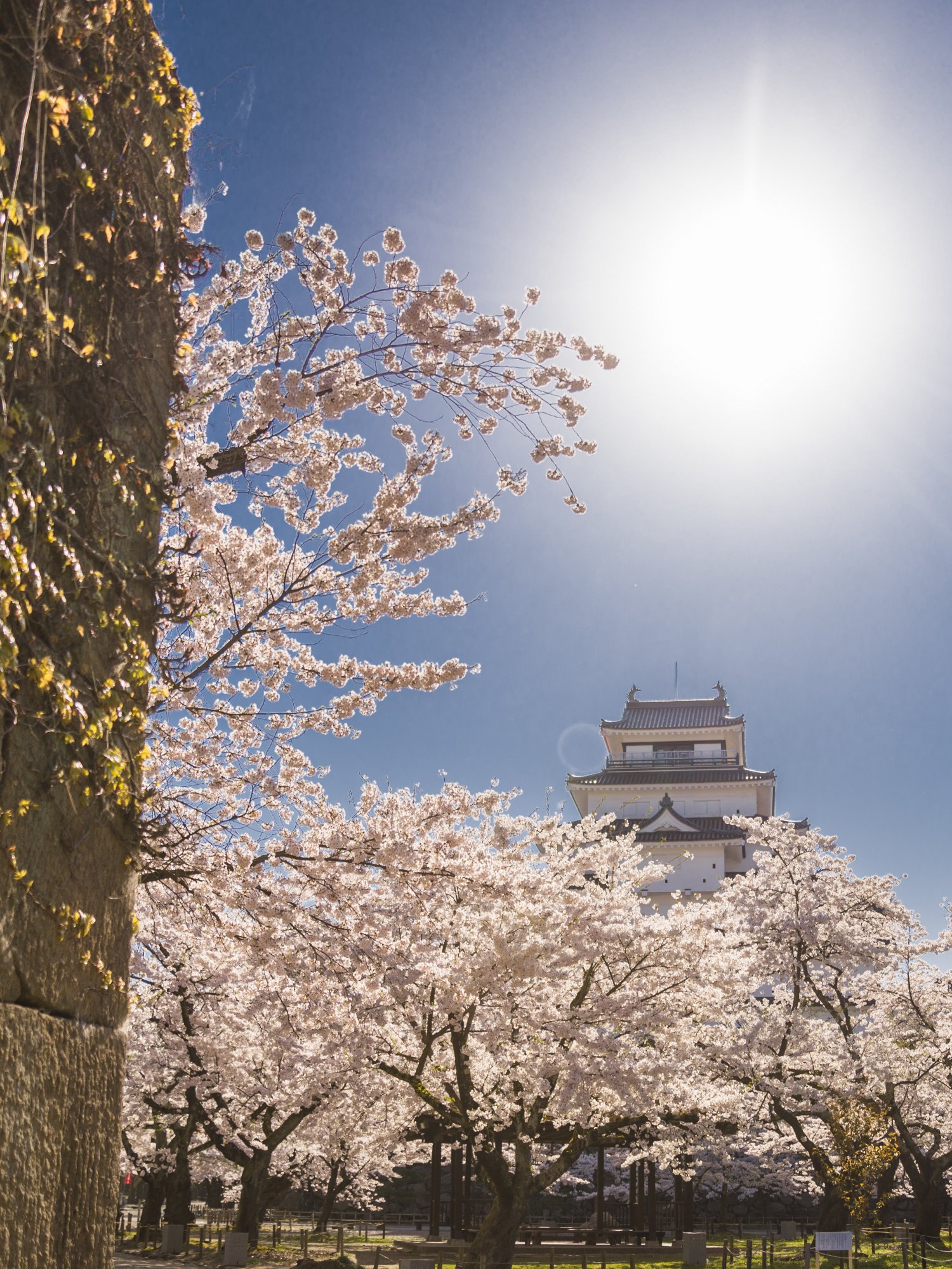 桜と鶴ヶ城