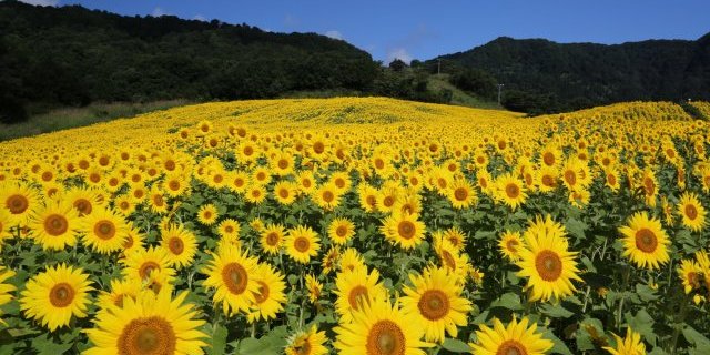 夏に楽しむ花スポット