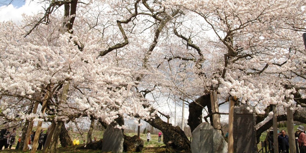 会津を代表する桜　