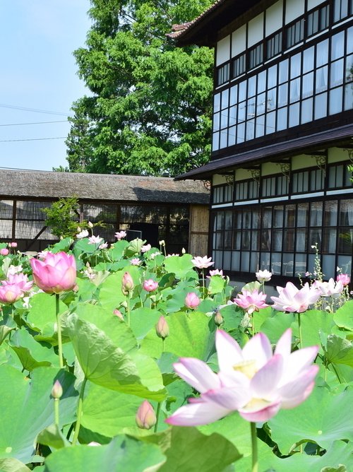 夏_御薬園ハス