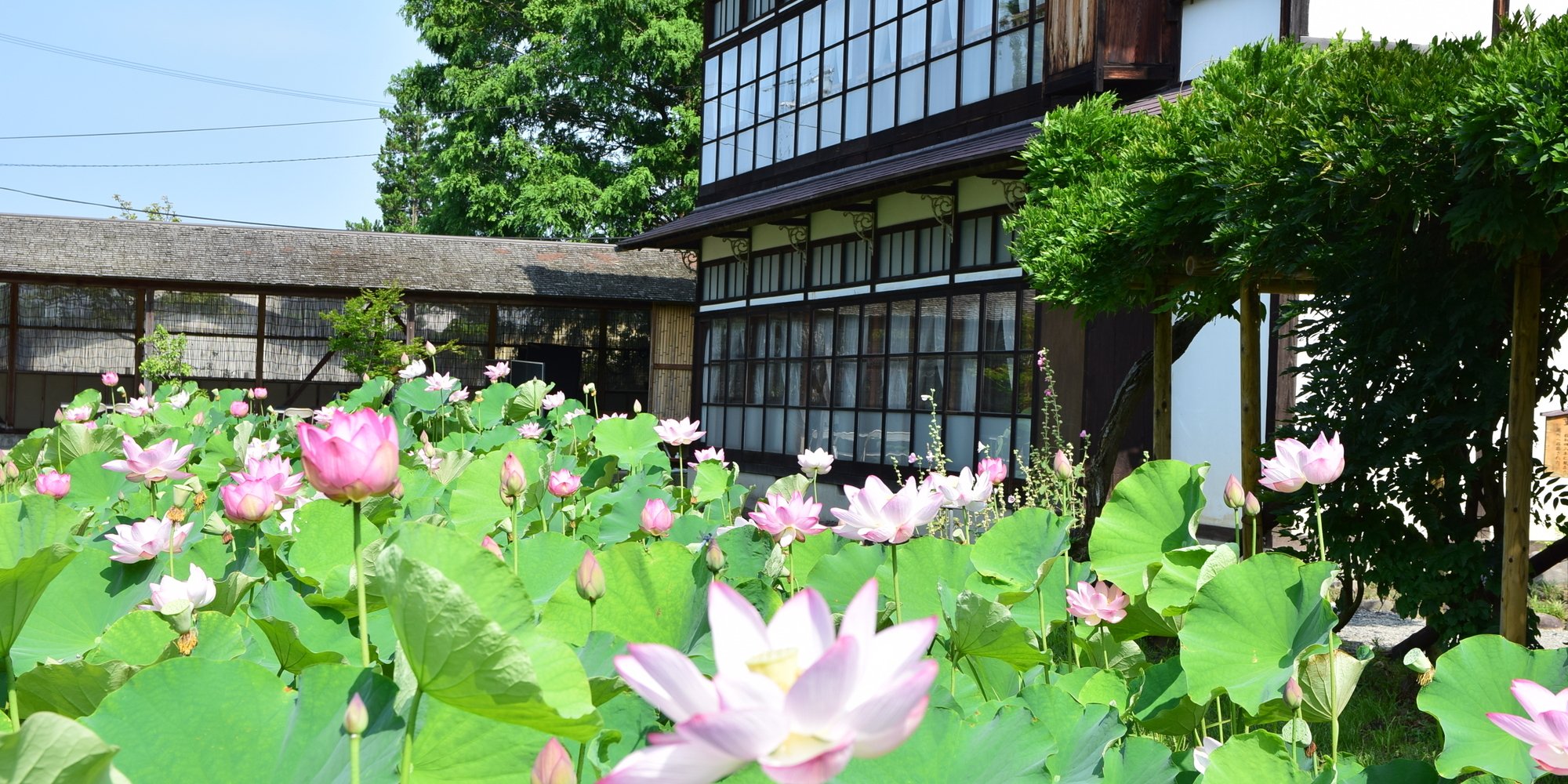 夏_御薬園ハス