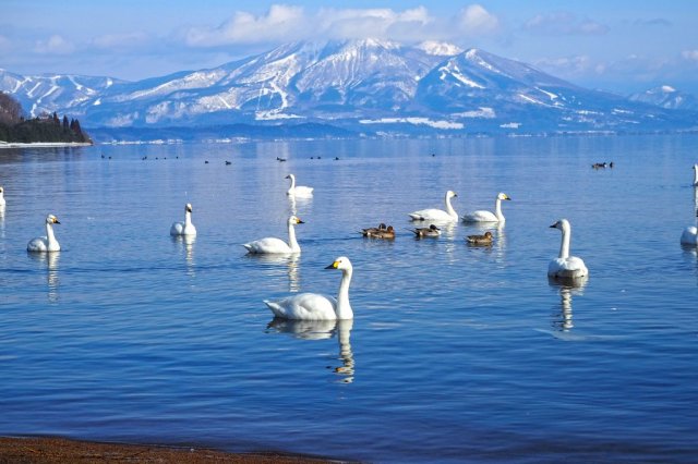 崎川浜と白鳥