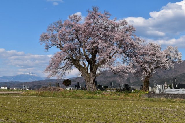 一ノ堰羽黒墓地の種蒔桜