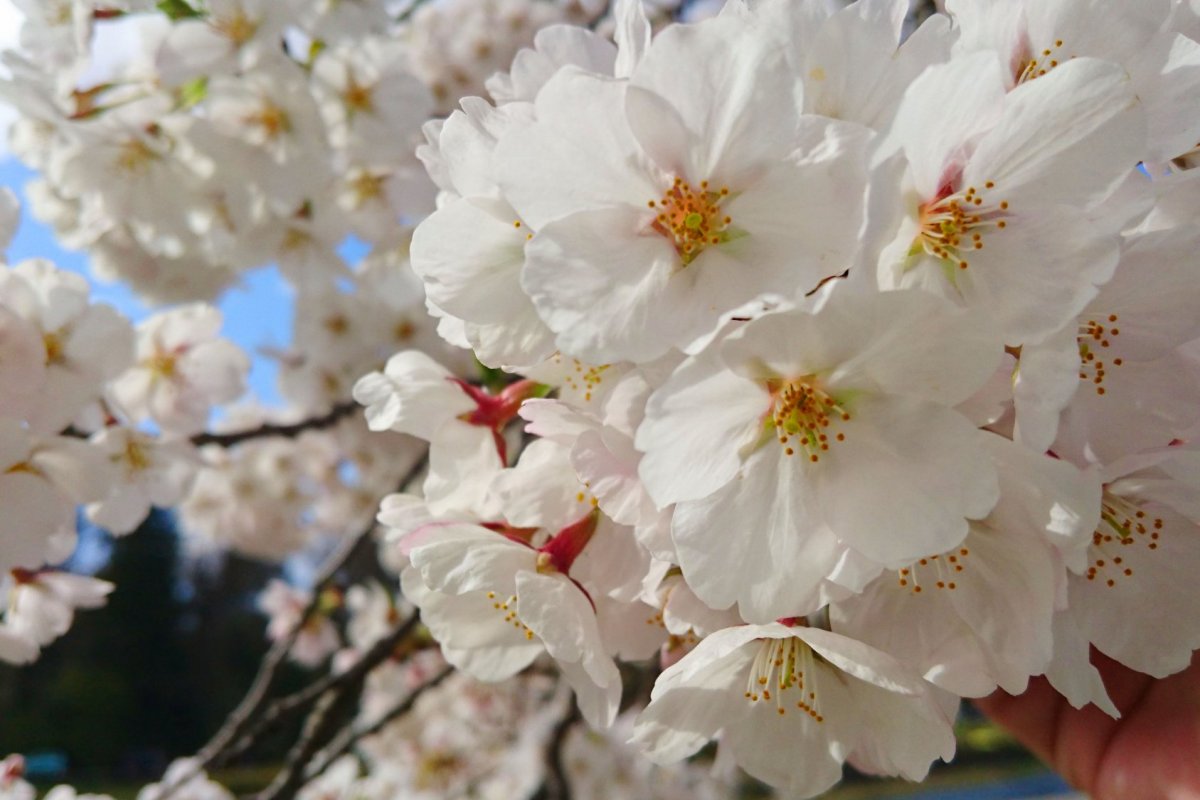 桜の名所・お花見スポット