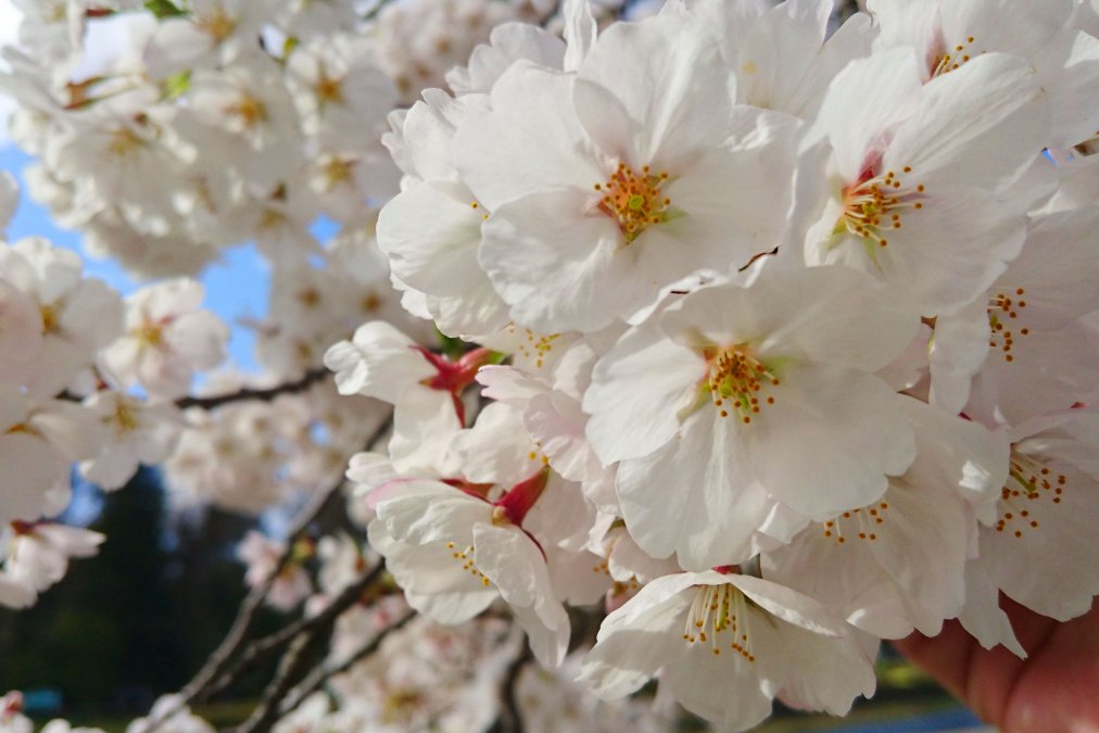 桜の名所・お花見スポット