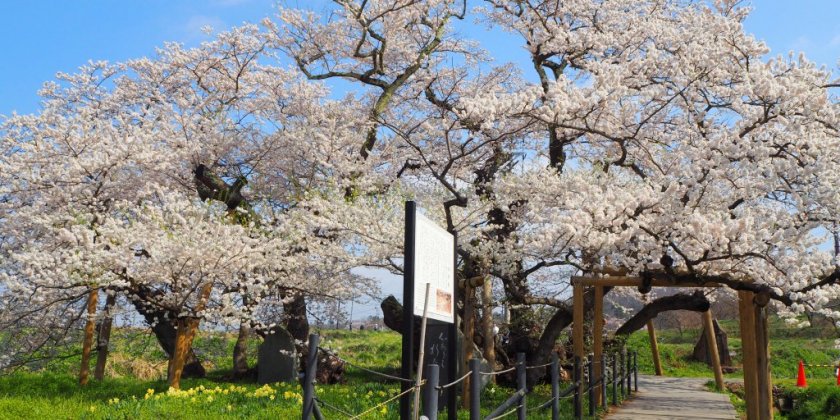 石部桜